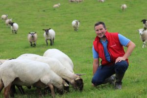 Mineral deficiency in sheep