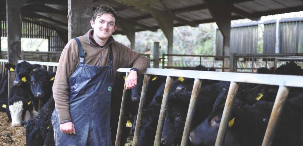 cow supplements