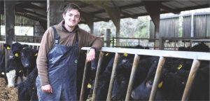 cow supplements