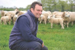 Texel sheep breeder