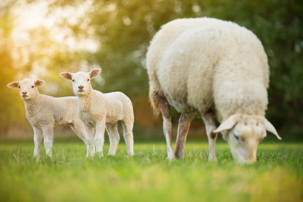 ANIMAX-Tracesure-Sheep-Lambing