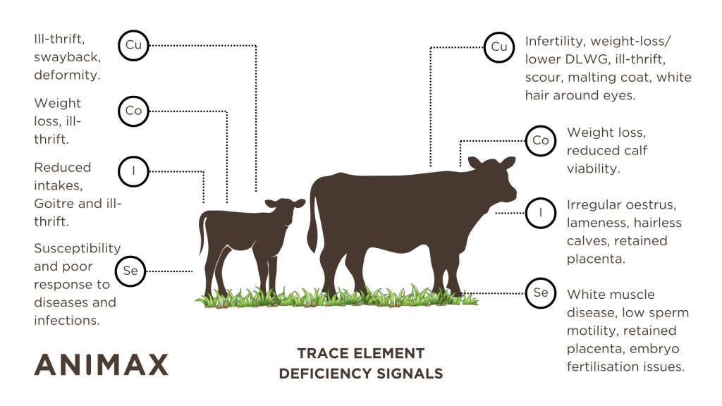 ANIMAX Cattle Turnout Deficiency Signs