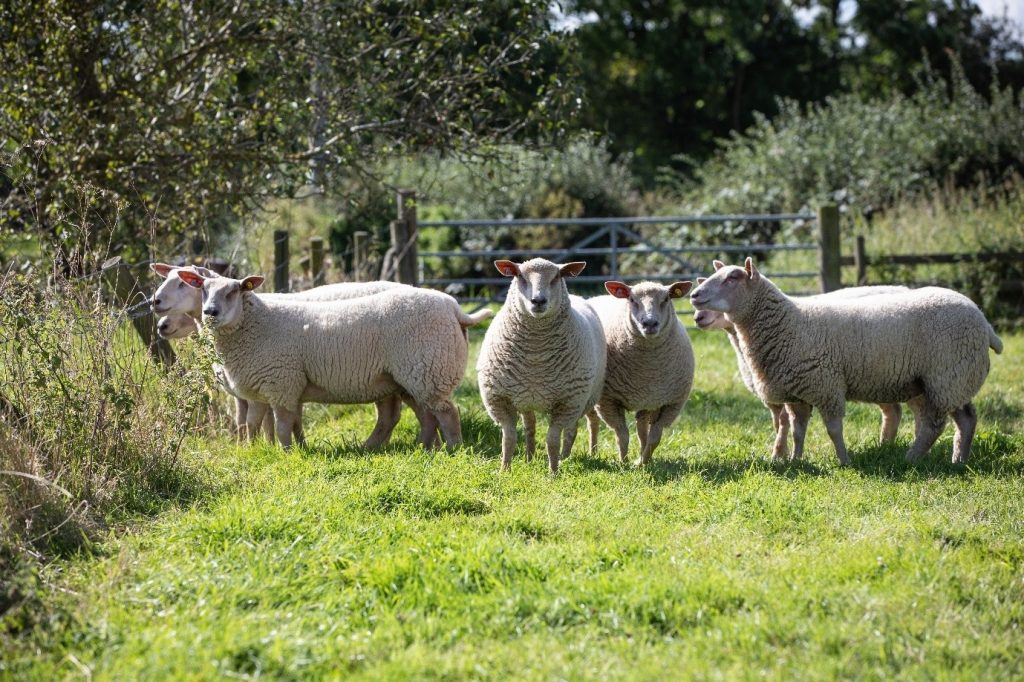 Sheep Copper Tracesure