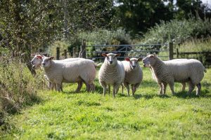 Sheep Copper Tracesure